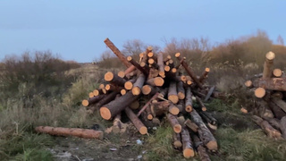 Picked up a rural slut and fucked her on logs