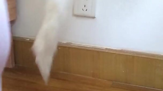 猫伪娘 放尿 ~Leakage of urine URETHRA PLAY~~