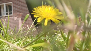 Garden walk with nylons on.????