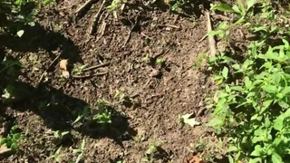 Lucy Love Walks Barefoot Muddy Mess