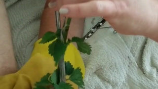 BDSM CBT Urethral Sounding Medical Play Cock Torment - Nettles & Dental Probes