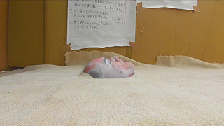 Trampled by Japanese beauty! "black stocking"