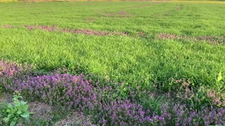 義理の妹と散歩途中に野外フェラ！ 散歩してる人に見られながら口内射精！