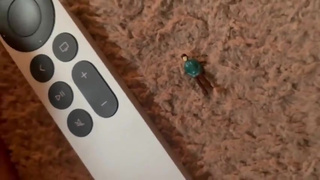 Size comparison- Goddess Giantess Shows you how little She shrunk you!!