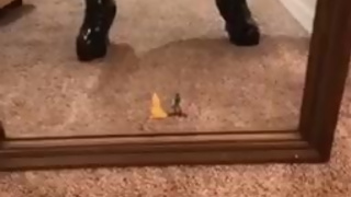 Giantess Mistress LeFae Eats Man