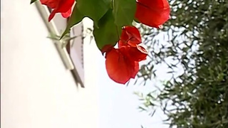 Muscular hunks banging and dick sucking outdoors