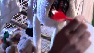 A fair fuck at the fair