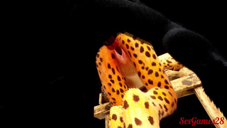 The furry girls have an interracial exchange with rough sex in Wild Life