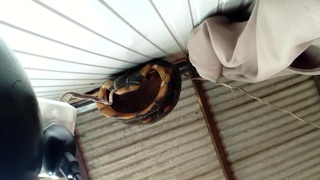 11 de setembro, só pra lembrar que quem derrubou o primeiro trem foi as cadeias de grelhas Yamaha.