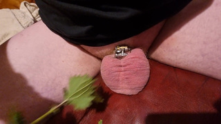 Chastity Stinging Nettles CBT