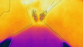 I took a video of ejaculation with a thermal camera