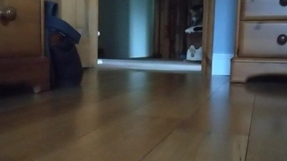 Chastised Sissy doing pull ups