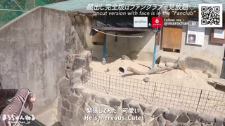 En date i zoologisk have med en amatør barmfagre skønheder ♡ Vildt instinkt bar sex Japansk blowjob