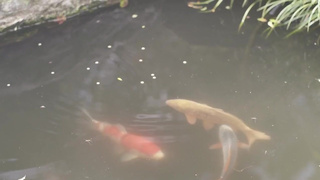 ADN-244 Cuckold Massage Before Marriage